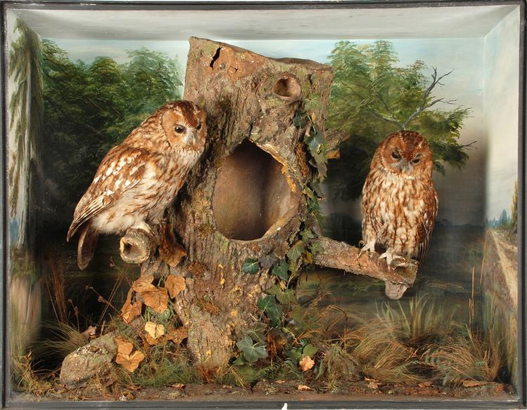 Image of Tawny Owl