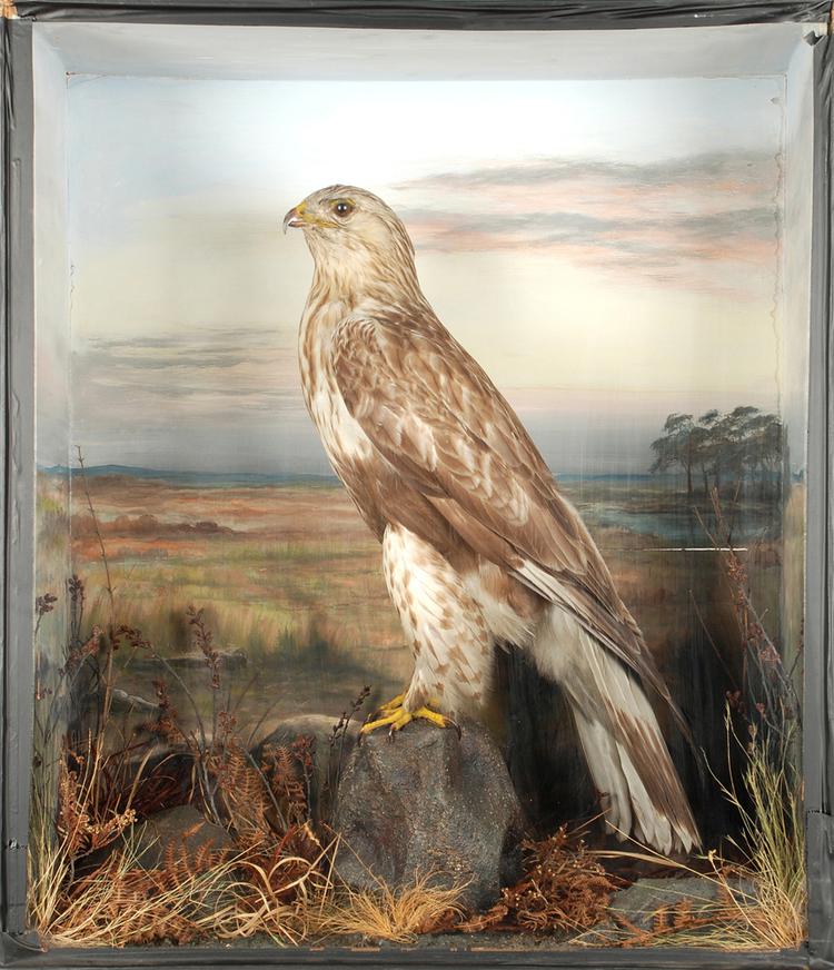 Image of Rough-legged Buzzard