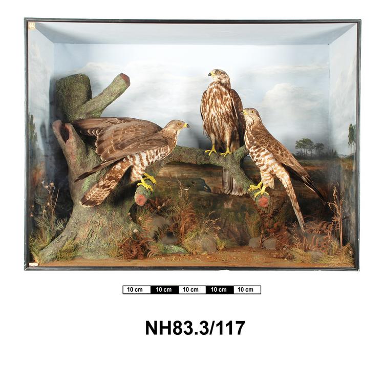 General view of object no. NH.83.3/117.
