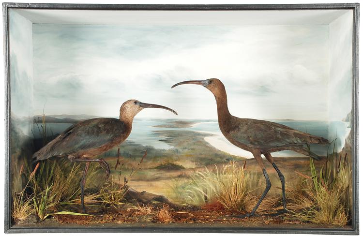 Glossy Ibis (Plegadis falcinellus)