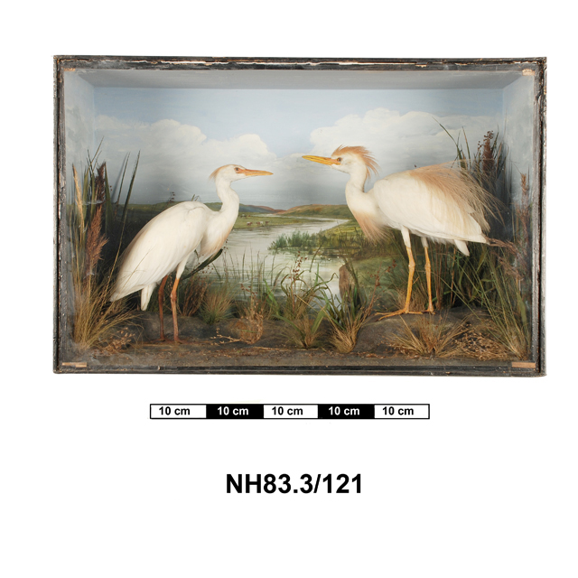 Image of Western Cattle Egret