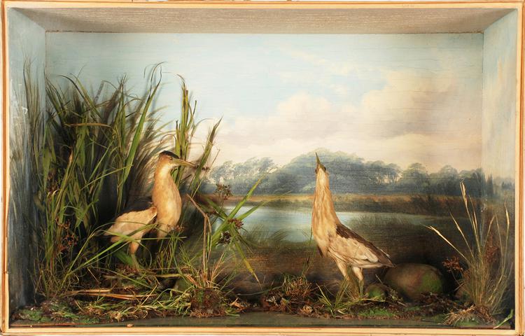 Image of Little Bittern