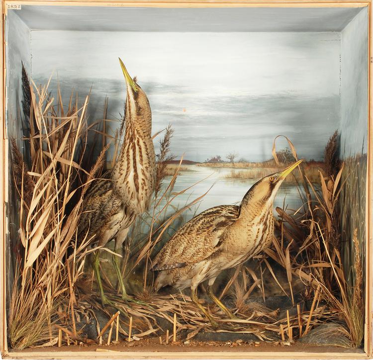 Image of Eurasian Bittern