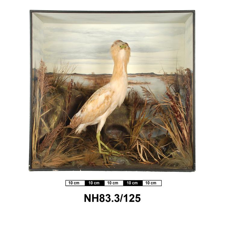 General view of object no. NH.83.3/125.