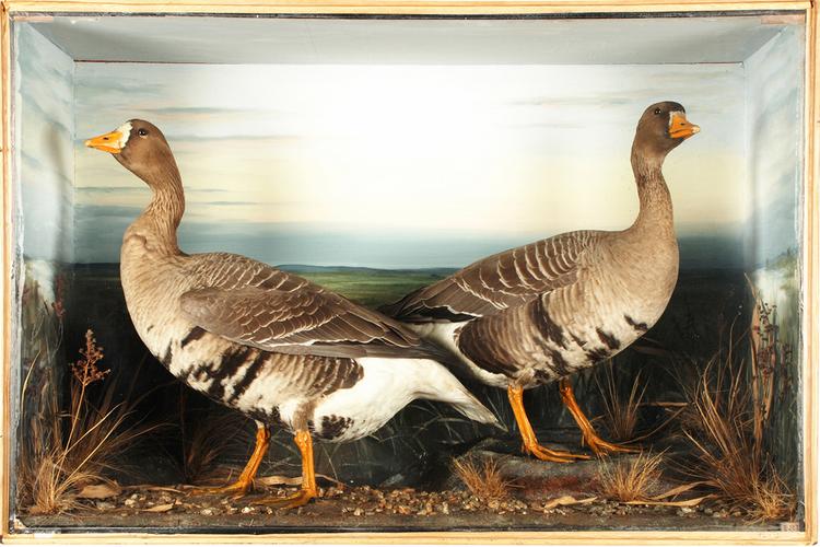 image of Greater White-fronted Goose (Anser albifrons)