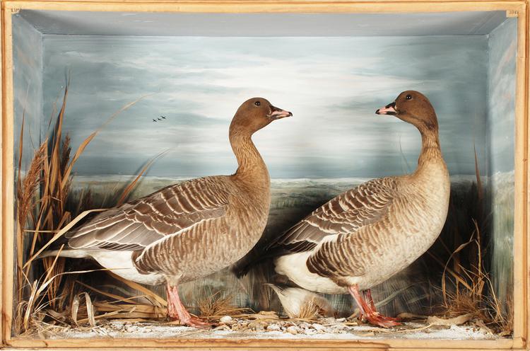 image of Pink-footed Goose (Anser brachyrhynchus)