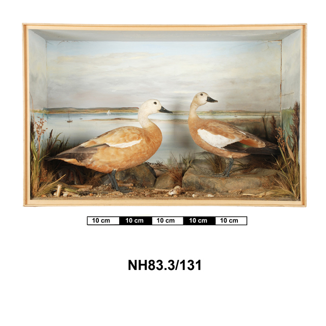 Image of Ruddy Shelduck