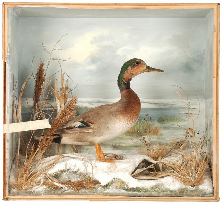 image of Mallard-Common Teal Hybrid (Anas platyrhynchos x Anas crecca)