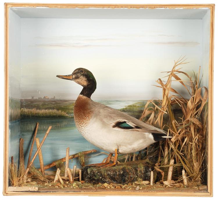 Mallard-Gadwall Hybrid (Anas platyrhynchos x Anas strepera)