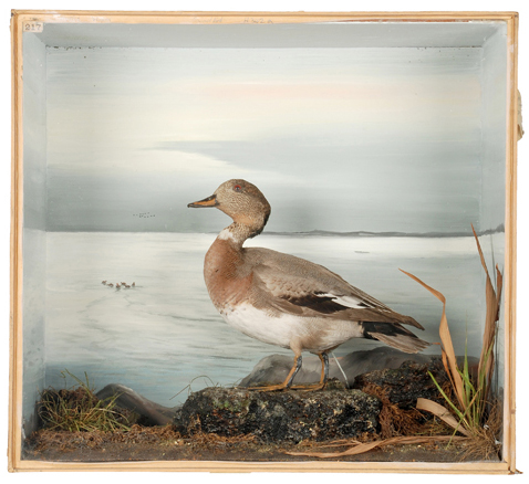 Gadwall-Eurasian Wigeon Hybrid (Anas strepera x Anas penelope)