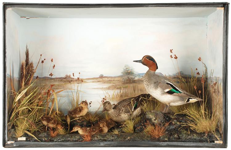 Common Teal (Anas crecca)