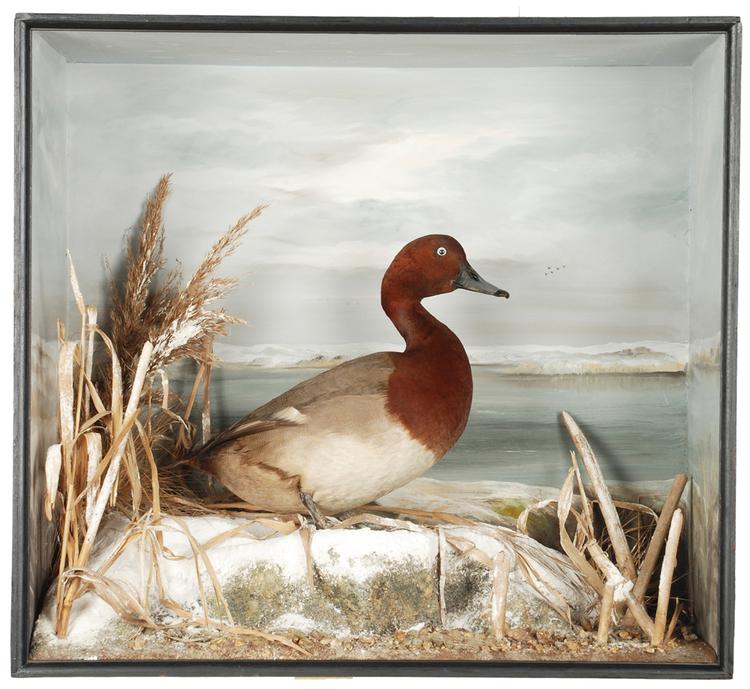 Image of Common Pochard-Ferruginous Pochard Hybrid