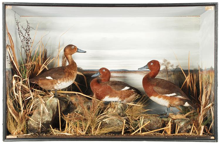 Image of Ferruginous Duck