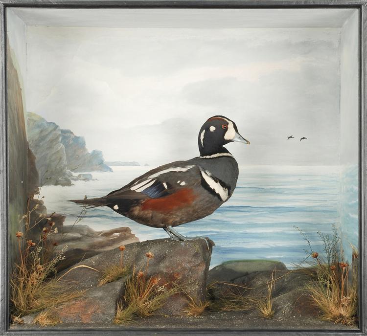 image of Harlequin Duck (Histrionicus histrionicus)