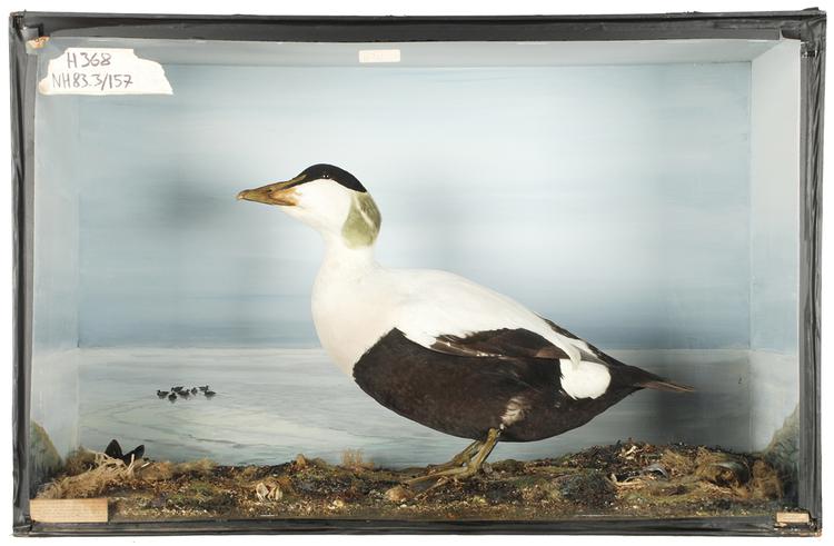 Image of North American Eider