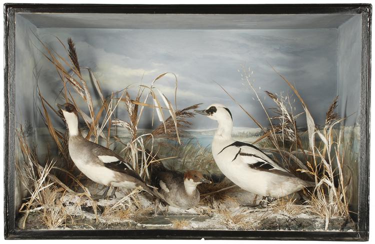 Smew (Mergellus albellus)