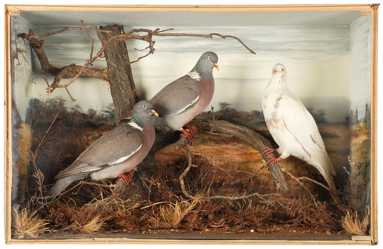 Image of Common Wood Pigeon