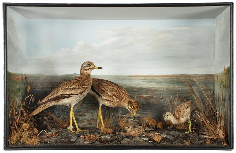 Image of Eurasian Thick-knee; Eurasian Stone-curlew