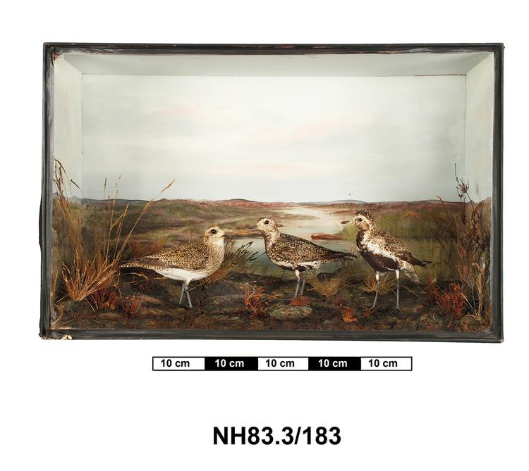 General view of object no. NH.83.3/183.