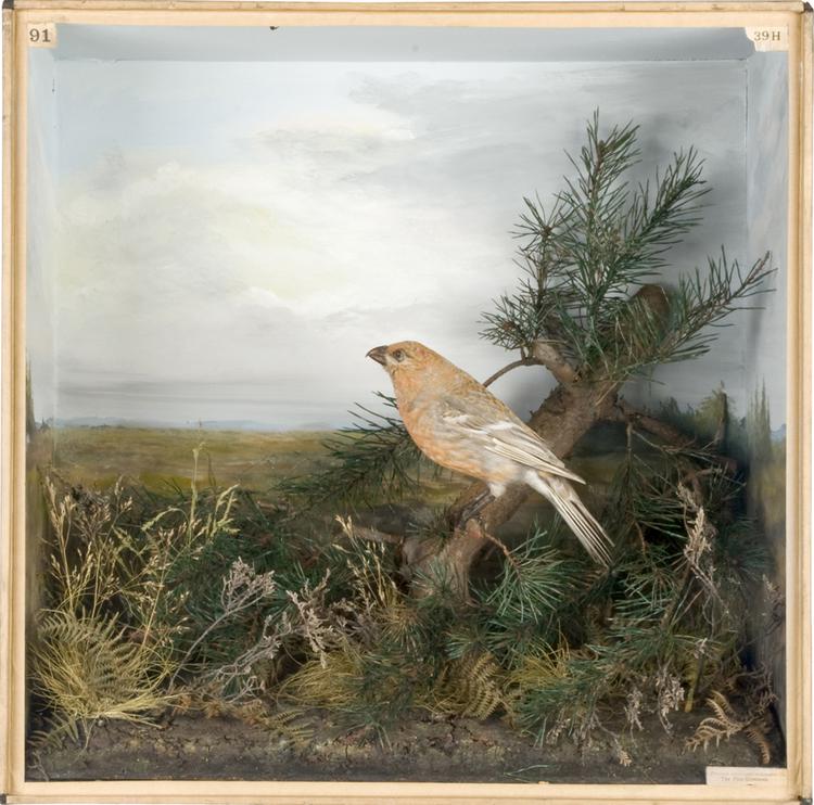 Image of Pine Grosbeak