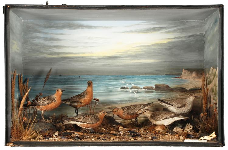 Image of Red Knot