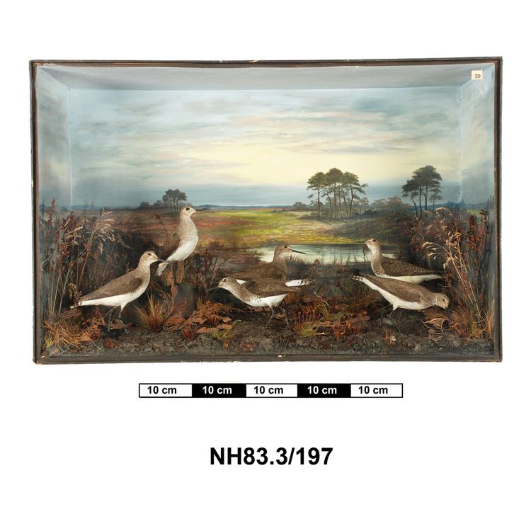 General view of object no. NH.83.3/197.