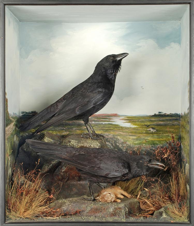 image of Carrion Crow (Corvus corone)