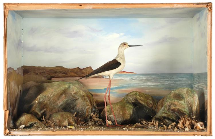 Black-winged Stilt (Himantopus himantopus)
