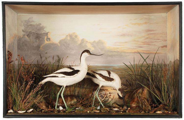 Image of Pied Avocet