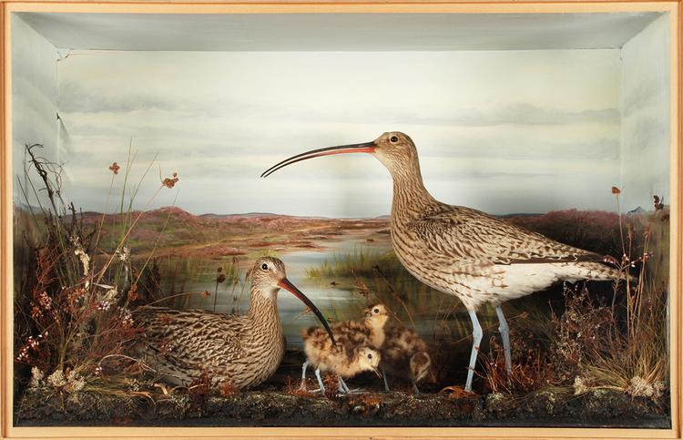 Eurasian Curlew (Numenius arquata)