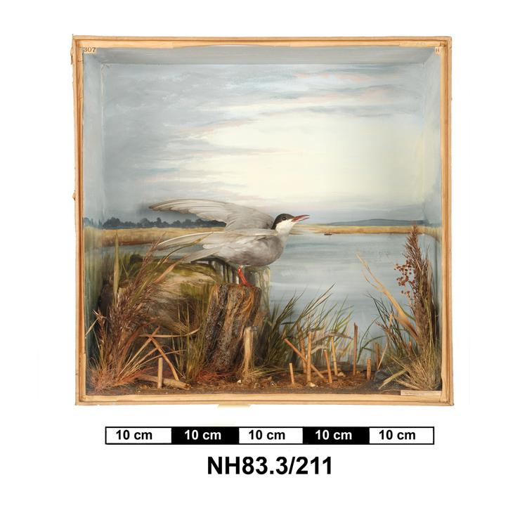 General view of object no. NH.83.3/211.