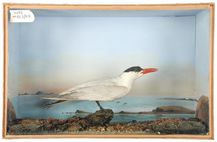 Image of Caspian Tern