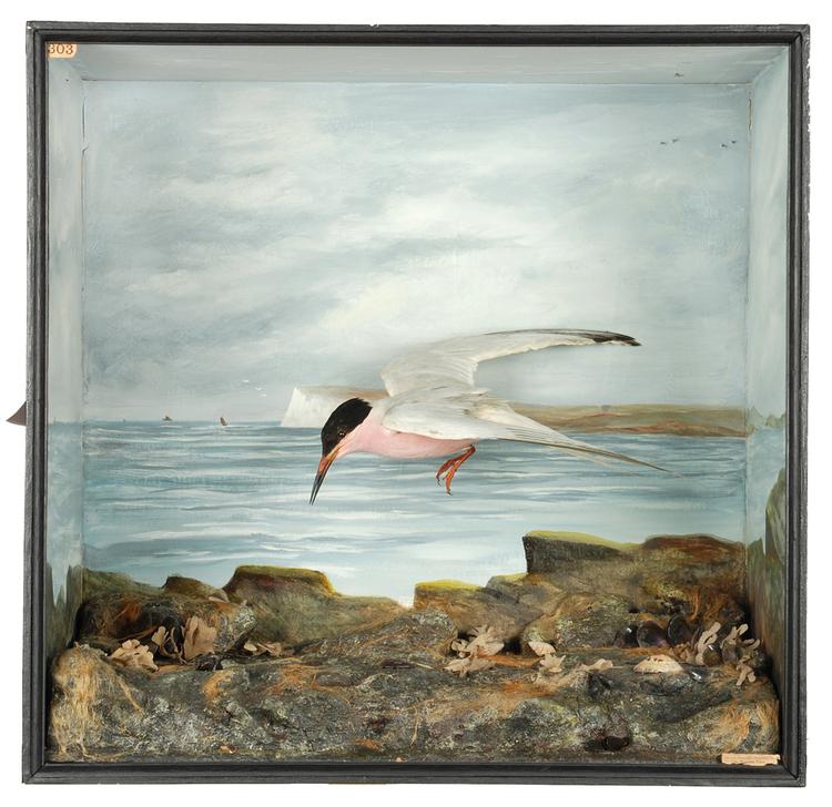 Roseate Tern (Sterna dougallii)