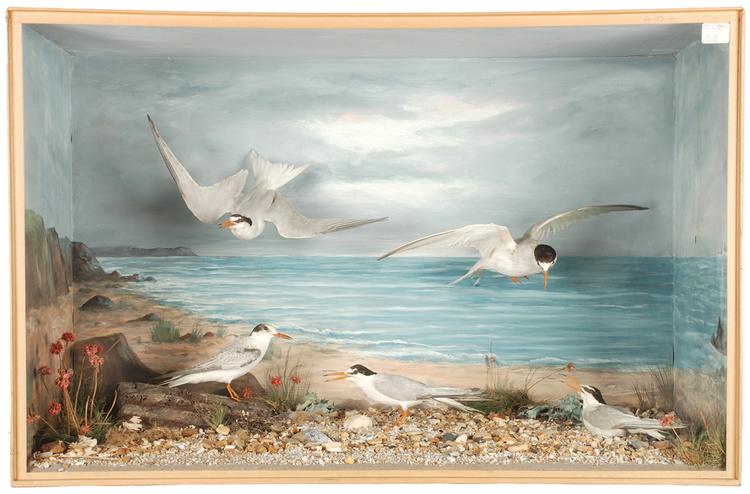 Image of Little Tern