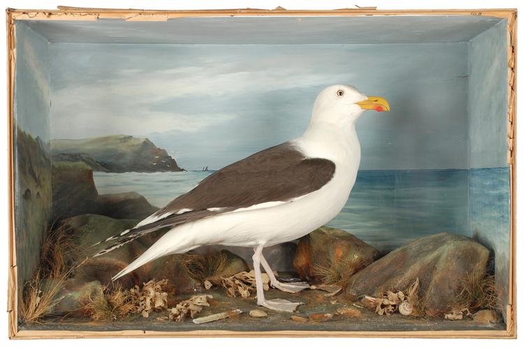 image of Great Black-backed Gull (Larus marinus)