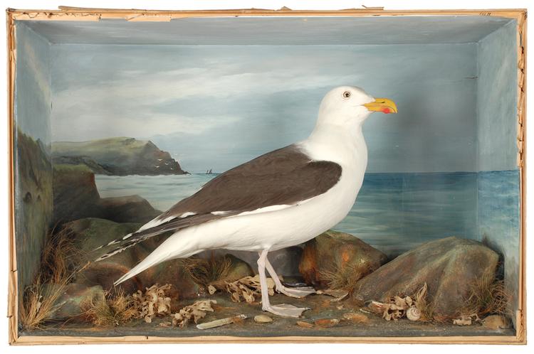 Image of Great Black-backed Gull