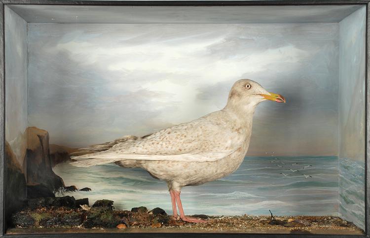 image of Glaucous Gull (Larus hyperboreus)