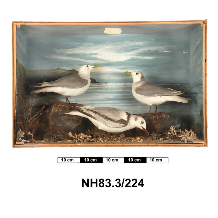 General view of object no. NH.83.3/224.
