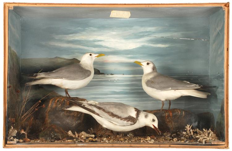 Image of Black-legged Kittiwake