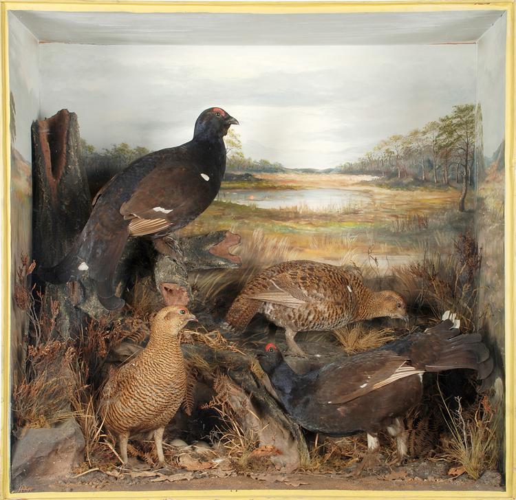 Eurasian Black Grouse (Lyrurus tetrix)