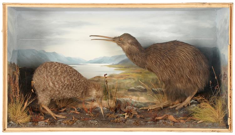 Image of Kiwi