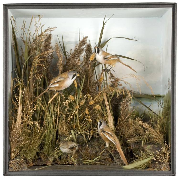 Bearded Reedling (Panurus biarmicus)