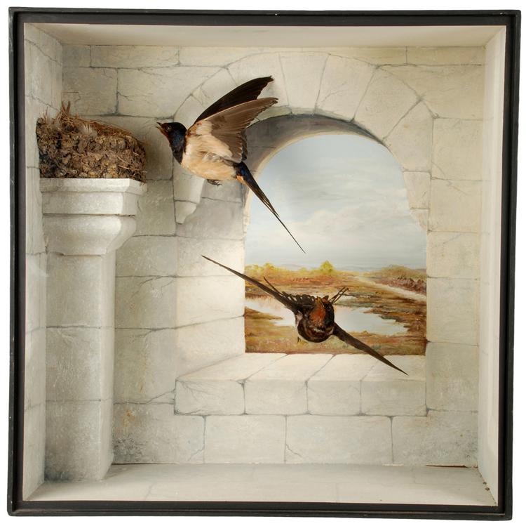 image of Barn Swallow (Hirundo rustica)