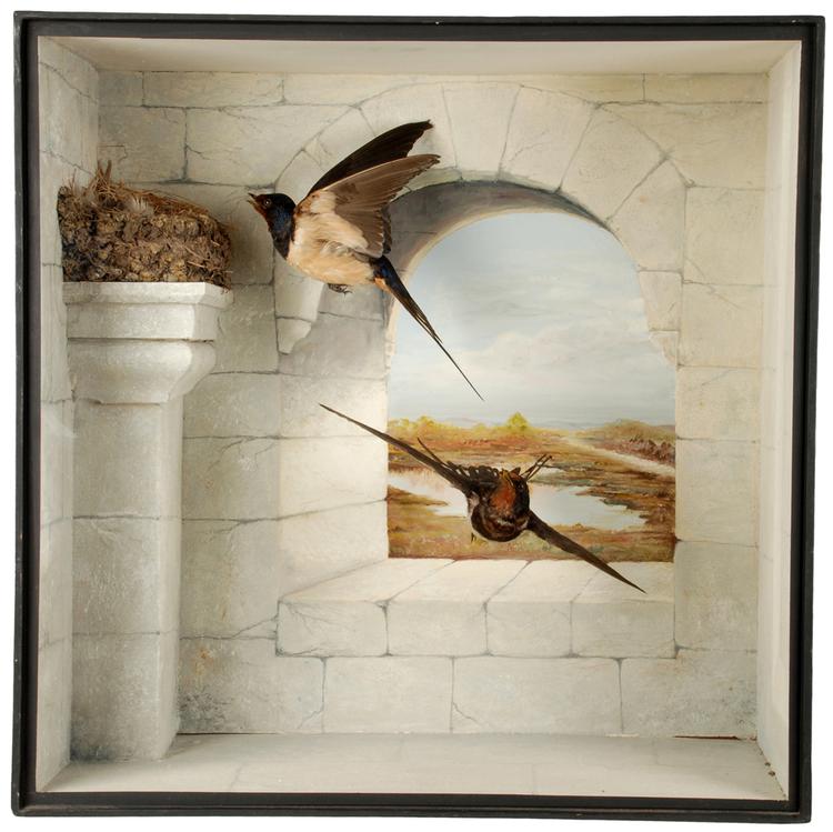 Image of Barn Swallow