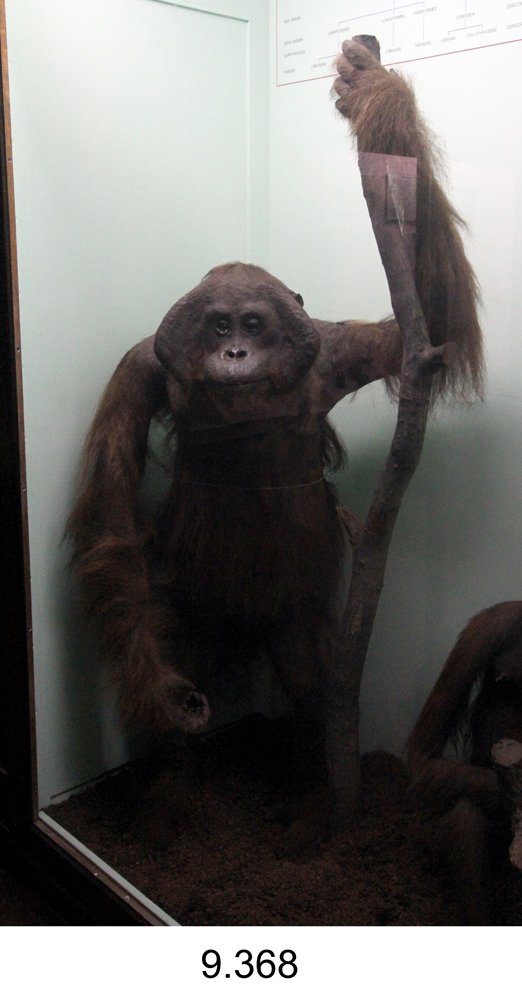 image of Bornean Orangutan (Pongo pygmaeus)