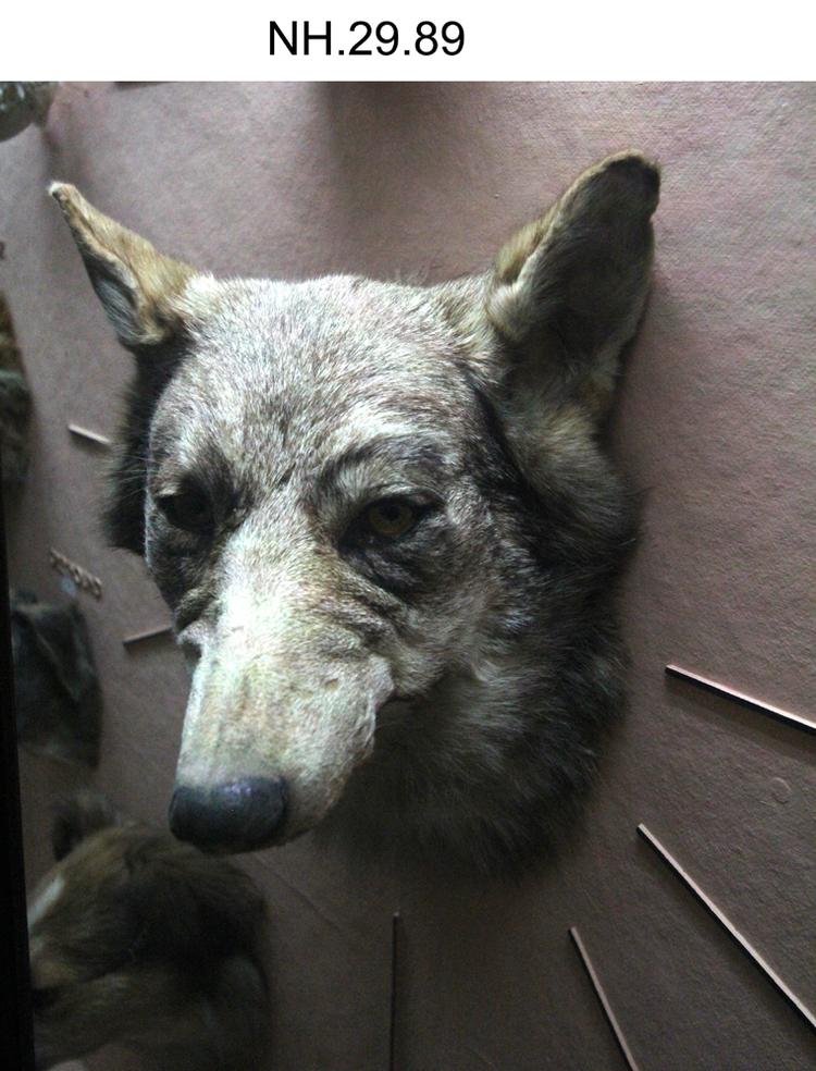 image of Wolf (Canis lupus)