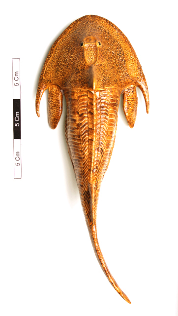 Osteostracan (Cephalaspis sp)