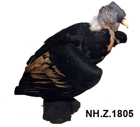 image of Andean Condor (Vultur gryphus)