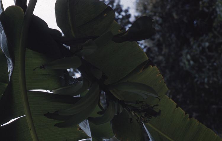 Image of Plantain growing