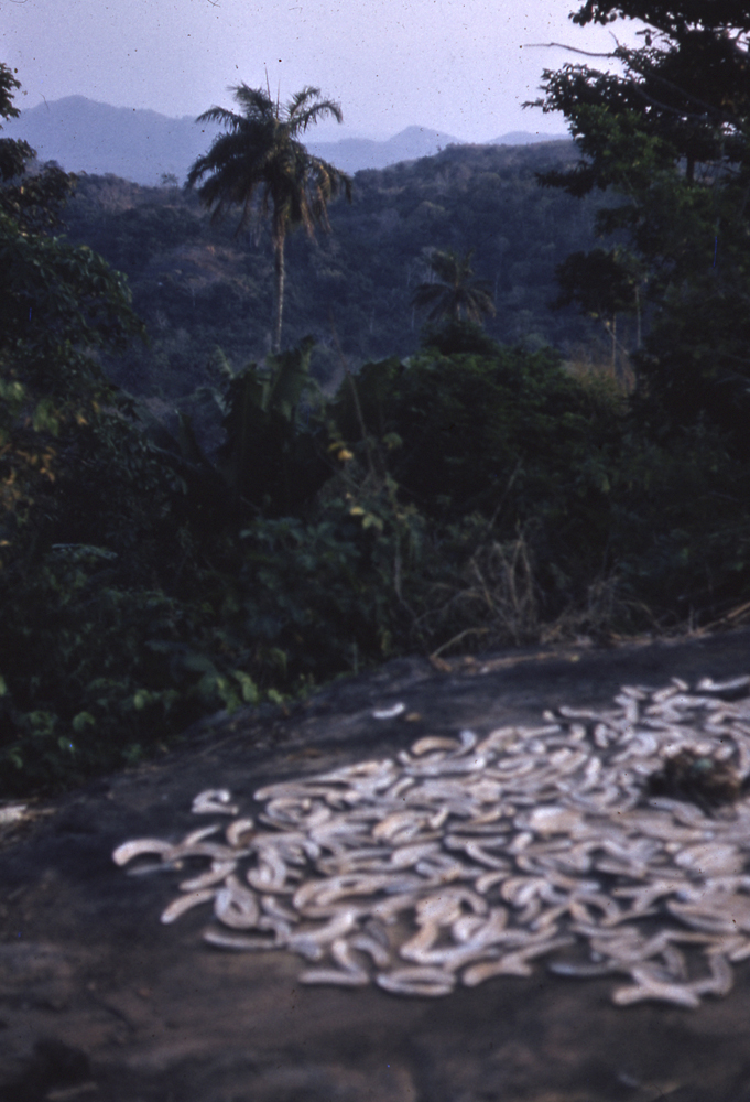 Image of Plantain drying